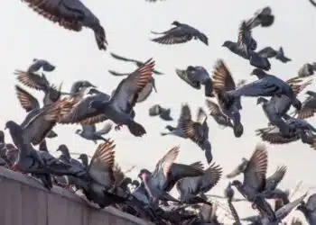 Ето как да изгоните гълъбите от Вашия балкон: