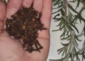 Малко хора знаят за него: лечебно средство от изключително силни подправки