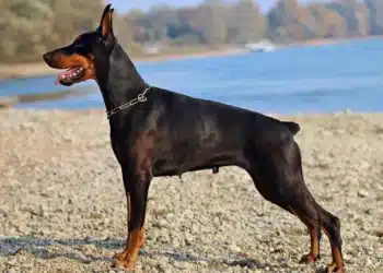 Изисква се специален подход: кои 10 породи кучета се считат за най-опасни