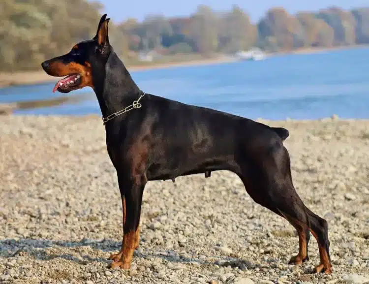 Изисква се специален подход: кои 10 породи кучета се считат за най-опасни