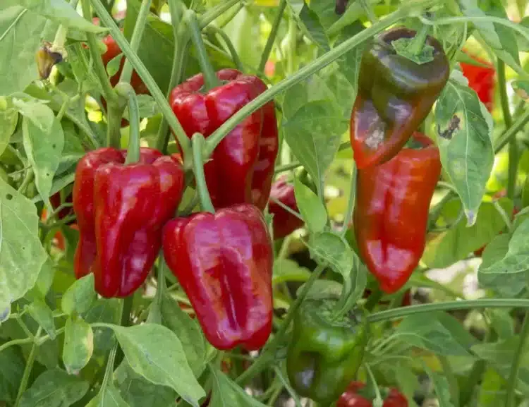 Какво може да се засади до чушките: запомнете списъка с най-добрите растения