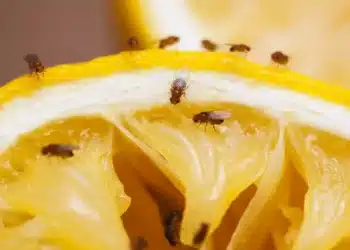 Как да се отървете от досадните плодови мушици: Край на инвазията