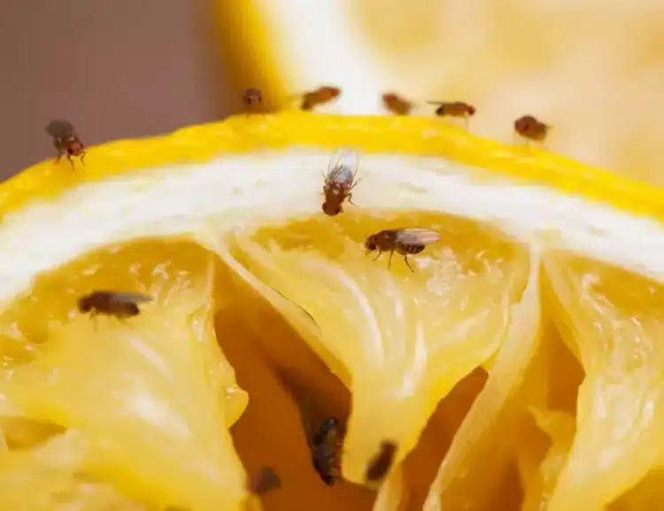 Как да се отървете от досадните плодови мушици: Край на инвазията