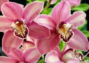 Защо листата на орхидеята пожълтяват: нормално ли е или трябва да започнете да се тревожите – експертен съвет