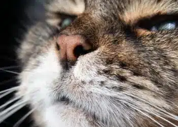 Какви аромати не харесват котките, избягвайте ги в дома си