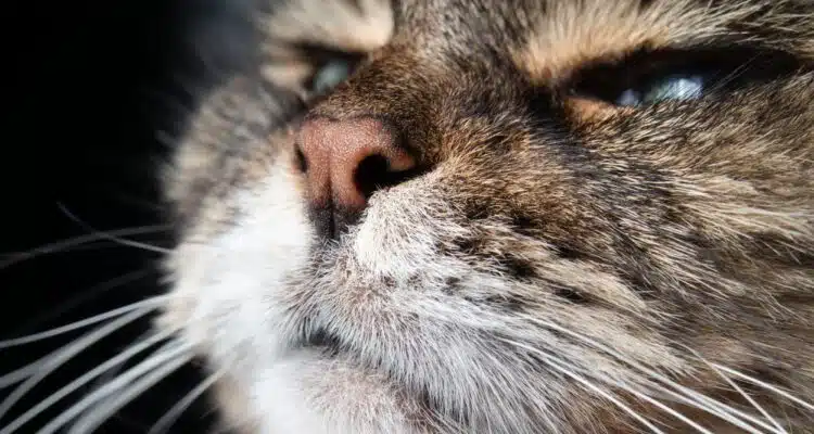 Какви аромати не харесват котките, избягвайте ги в дома си