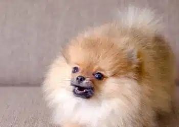 Какво да направите, ако кучето ви не слуша: кинолози дават съвети на собствениците