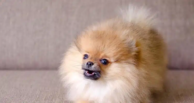 Какво да направите, ако кучето ви не слуша: кинолози дават съвети на собствениците