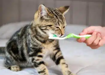 Експертът обясни как правилно да мием зъбите на котката и защо е важно да го правим