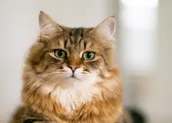 Защо козината пада: какво да правите, ако котката ви се скубе обилно – причини и лечение