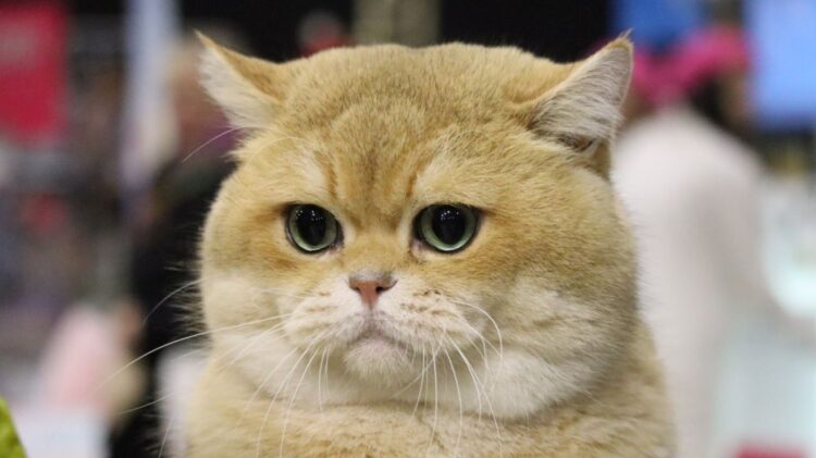 От къде идва мъркането на котката: оказва се, че много хора не знаят