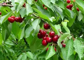 Как да храним череши, така че плодовете да са големи и сладки: важно лекарство