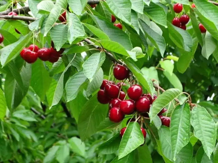 Как да храним череши, така че плодовете да са големи и сладки: важно лекарство
