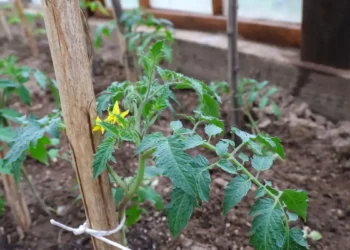 Напръскайте доматите с тази енергична смес: ще имате голям добив и без болести