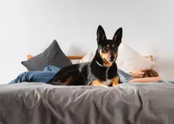 Експертът назова 4 породи кучета, които са идеални за мързеливи хора