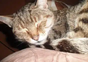 Защо котката лежи на гърдите на собственика си: малко хора знаят истинската причина