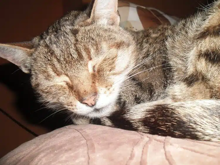 Защо котката лежи на гърдите на собственика си: малко хора знаят истинската причина