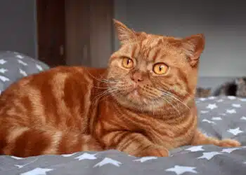 Защо котките крият носовете си в съня си, много е важно за собствениците