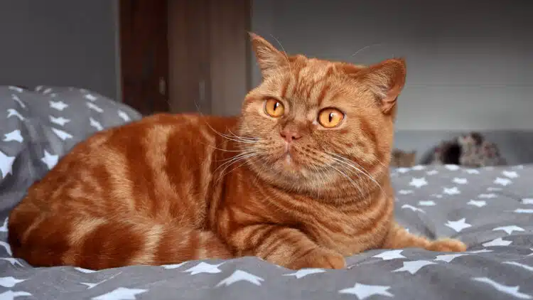 Защо котките крият носовете си в съня си, много е важно за собствениците