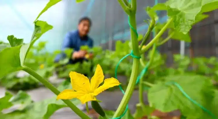 Мечтата на всеки градинар – 11 кг на квадрат: най-добрият ранен сорт краставици