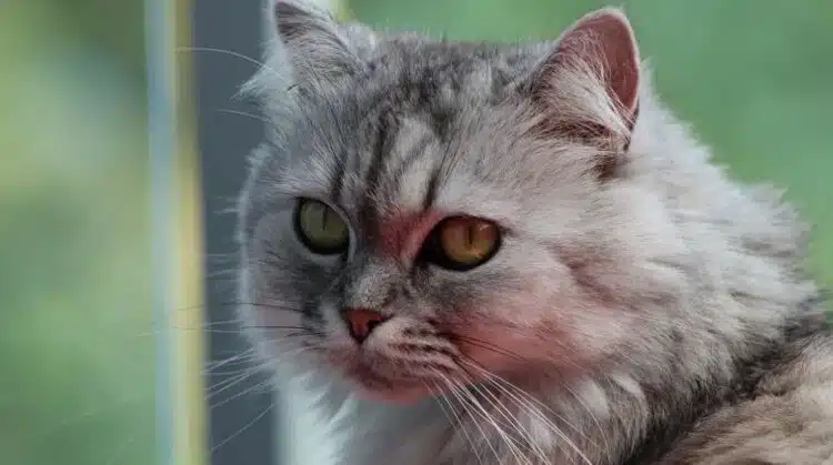 Топ 3 дълголетни породи котки: вземете тази – ще живее 20 години
