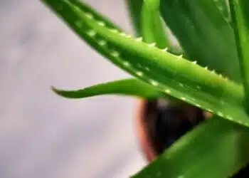 По-чисто от всеки филтър: 3 растения незабавно ще пречистят въздуха във вашия дом