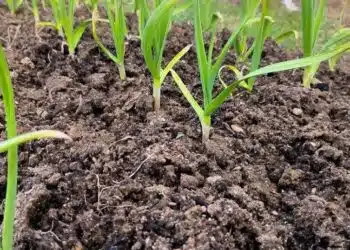 Между лехите с чесън тези култури влизат в идиална симбиоза с него – повече добив, по-малко болести