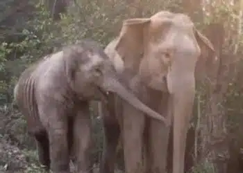 Бебето слонче се събра отново с майка си 3 години след като бяха разделени