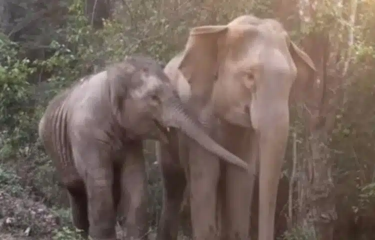 Бебето слонче се събра отново с майка си 3 години след като бяха разделени