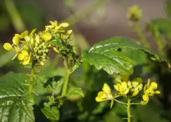 Засадете това растение в двора: то ще прогони къртиците и ще направи почвата плодотворна