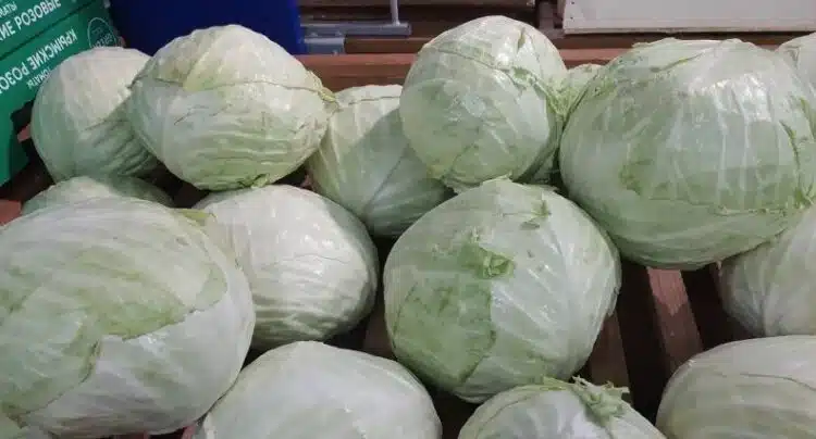 Садете само този сорт зеле: 20 кг глави са хрупкави, сочни и не се напукват.