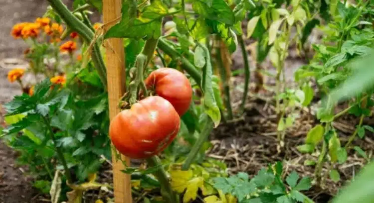 Поставете „златната“ съставка в дупките за разсад от домати: резултатът е легендарен