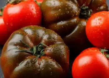 Този сорт домати е сто пъти по-добър от „Сърцето на бика“: плодовете са по 1 кг – месести и сладки