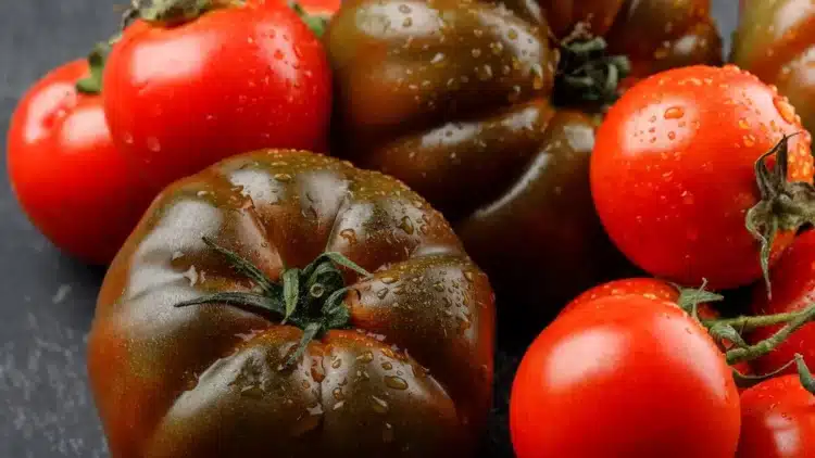 Този сорт домати е сто пъти по-добър от „Сърцето на бика“: плодовете са по 1 кг – месести и сладки