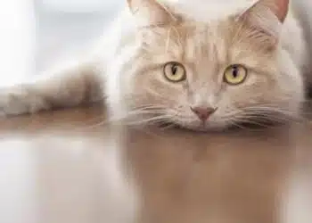 Как да разберете дали котката ви е стресирана – има категорични сигнали