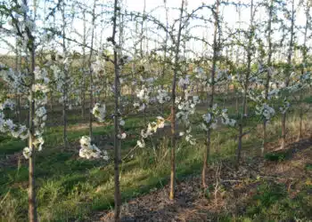 Засейте това около дърветата, за да са по-здрави и да дават по-голямата реколта!