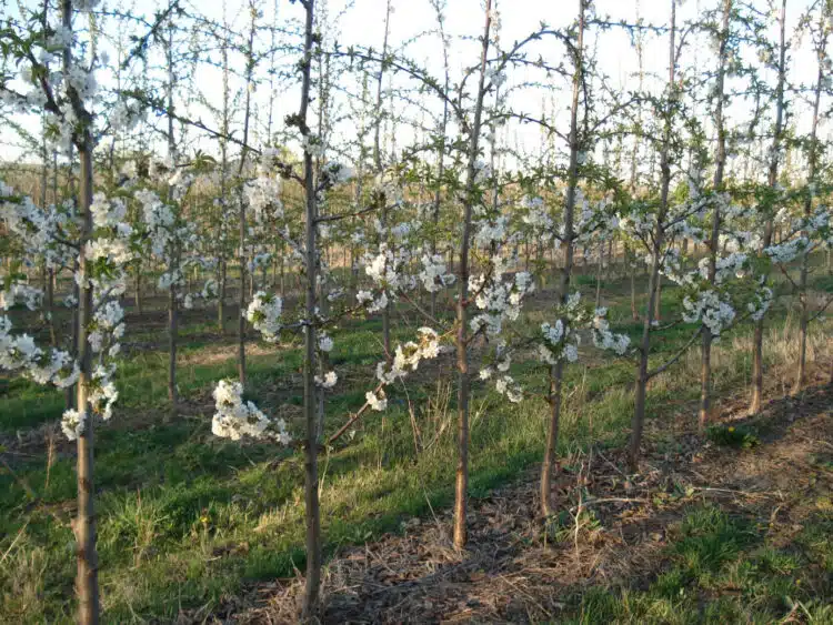 Засейте това около дърветата, за да са по-здрави и да дават по-голямата реколта!