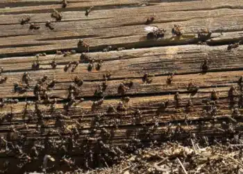 Мравките ще заобикалят градината ви на километър: вредителите ще бъдат изплашени до смърт от това