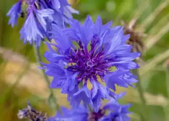 Не ги изтръгвайте: тези 4 плевели ще украсят вашата градина – те цъфтят красиво и не изискват грижи