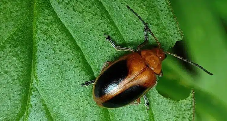 Какво да засадите до картофи, за да забравите за колорадския бръмбар: най-добрите варианти