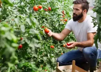 Какво обичат разсада от домати: 3 неща, които ще осигурят огромна реколта