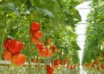 Кога да засадите разсад от домати през 2024 г.: помнете най-добрите дни през февруари