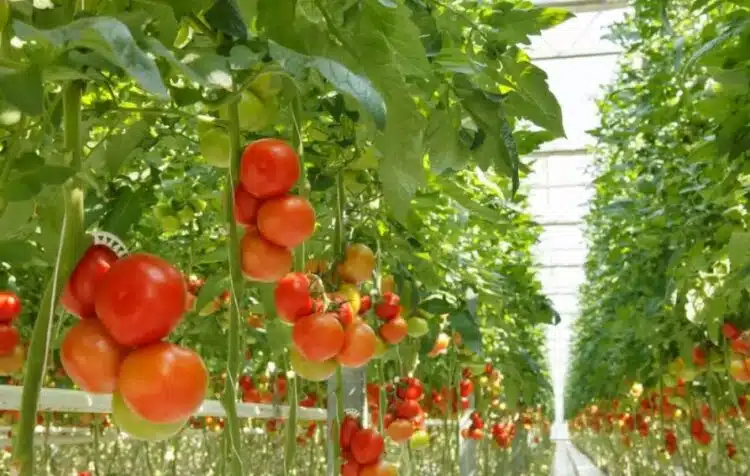 Кога да засадите разсад от домати през 2024 г.: помнете най-добрите дни през февруари