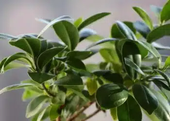 Фикусът ще се покрие с корона от зелени и здрави листа с февруарската процедура