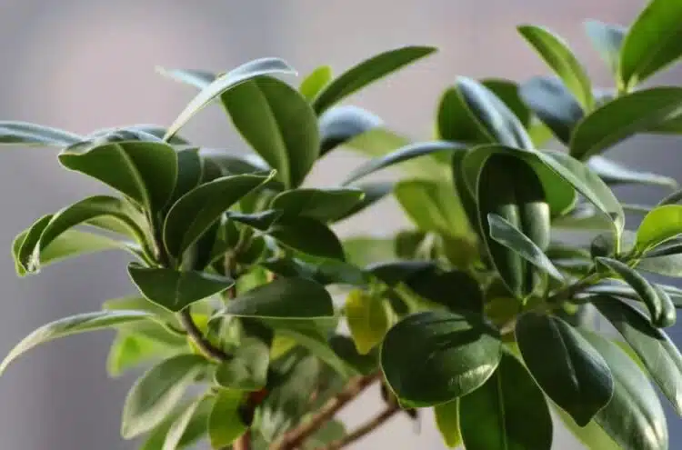 Фикусът ще се покрие с корона от зелени и здрави листа с февруарската процедура