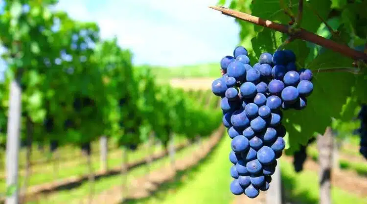 Как правилно да подхраним гроздето, за да получим големи и сладки плодове