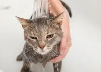 Как да накарате котка да обича да се къпе: тайни и съвети