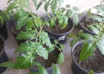 Как да отгледаме разсад от домати за 22 дни: не е мит, а реалност