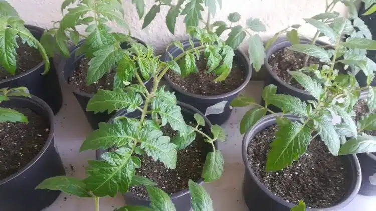 Как да отгледаме разсад от домати за 22 дни: не е мит, а реалност