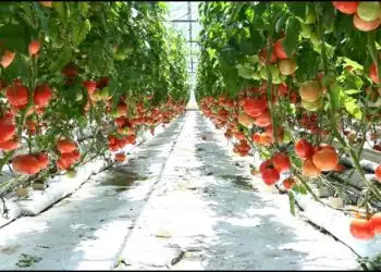 Как да си направим чудотворен тор за разсад от домати, чушки, краставици и зеле: дори сухите оживяват